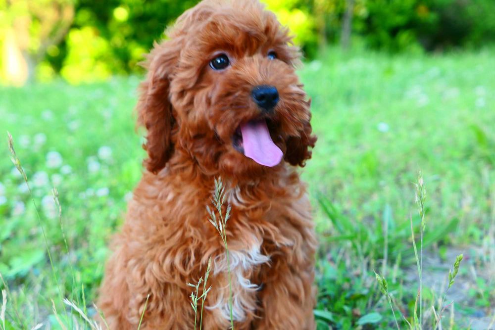 Cockapoo-Piękna Suczka! Badania genetyczne!