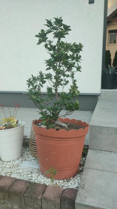 Duże fikusy Ficus Microcarpa Moclame 80 i 100 cm - okazja