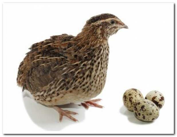 Prepiórka kurka nioska z  jajkiem