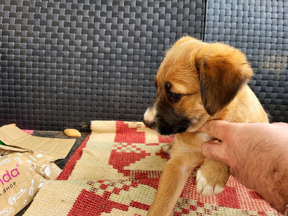 Cadelinha para adoção