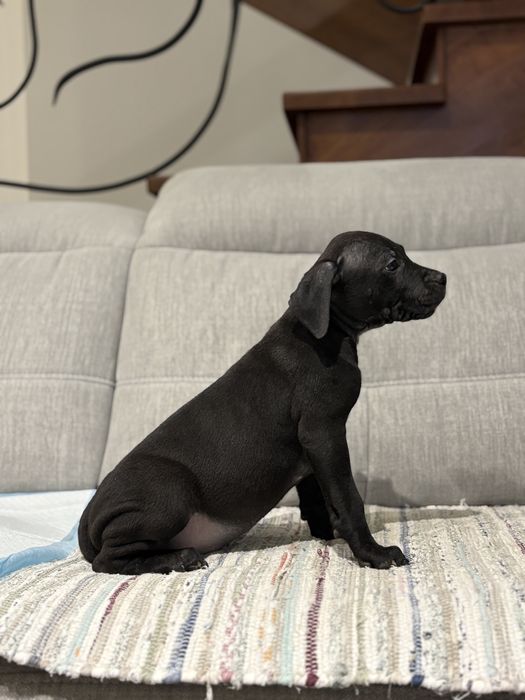 Amstaff piesek czarny