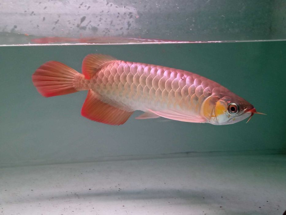 Arowana Asiática Disponível