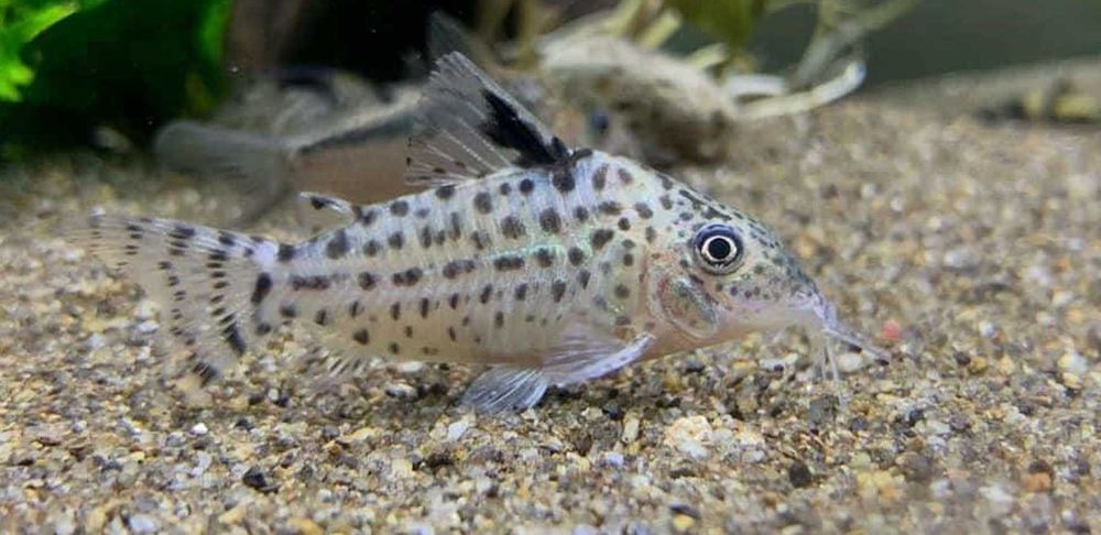 Kirysek jaguarowy - Corydoras ambiacus - Kirys - dowóz, wysyłka