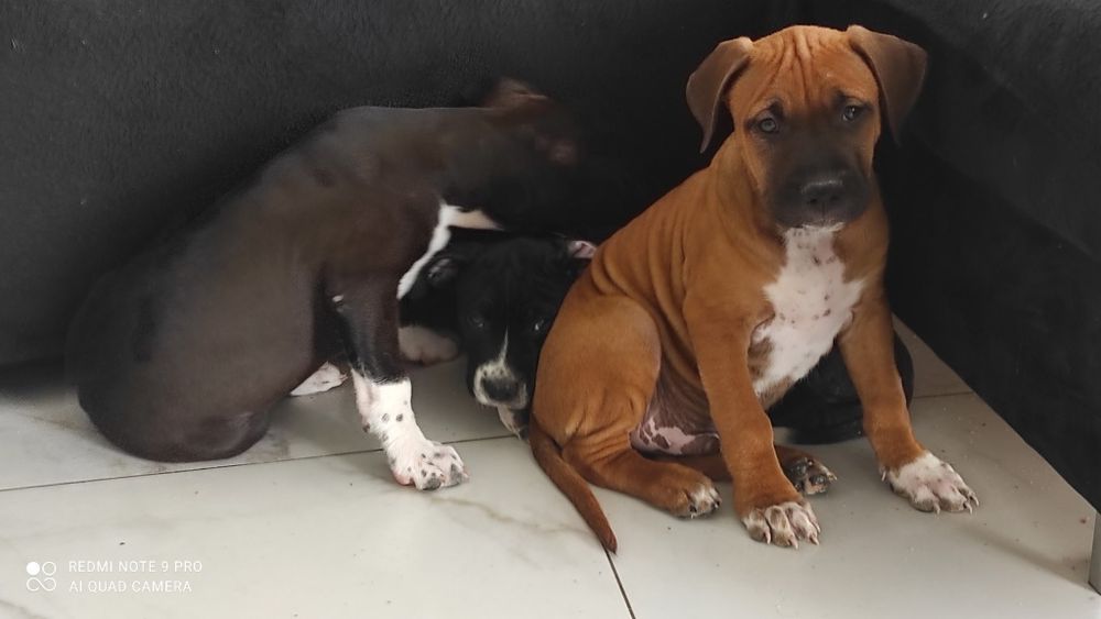 Amstaff rodowodowy