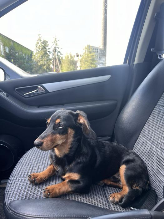 Вʼязка такси, хлопчик