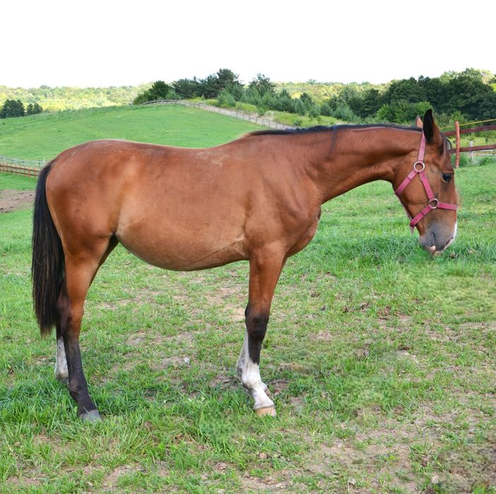 Klacz sp Korsyka po Pablo śl