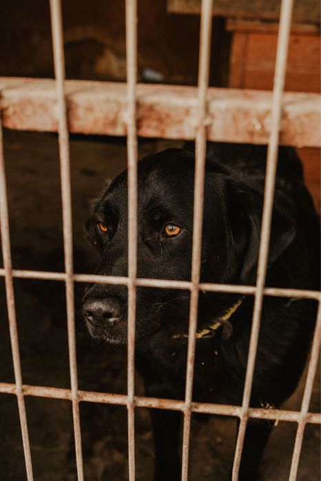 Stefan prawie jak labrador szuka domu