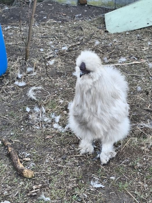 Sprzedam koguty silki