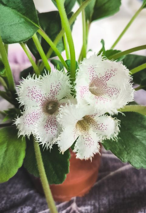 Альсобія, Alsobia Dianthiflora