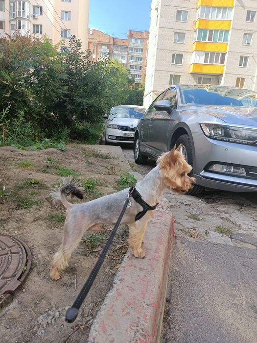 Йорк шукає наречену. Злучка