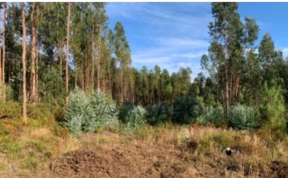 Bouça terreno florestal