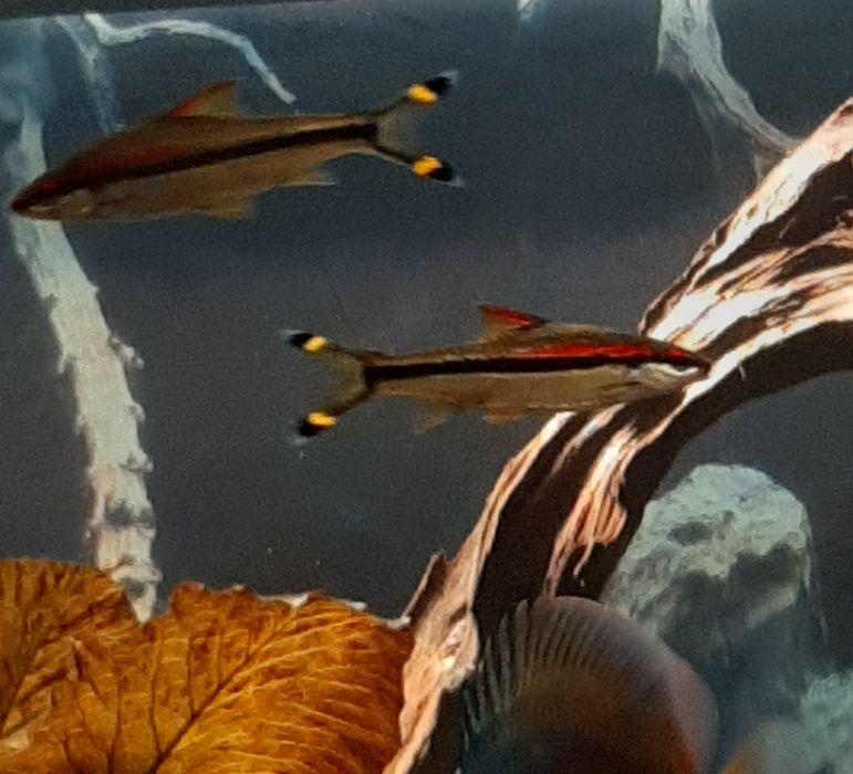 Барбуси денісоні