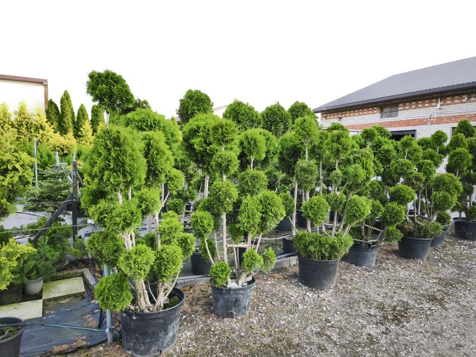 Bonsai tuja szmaragd formowana w kulę