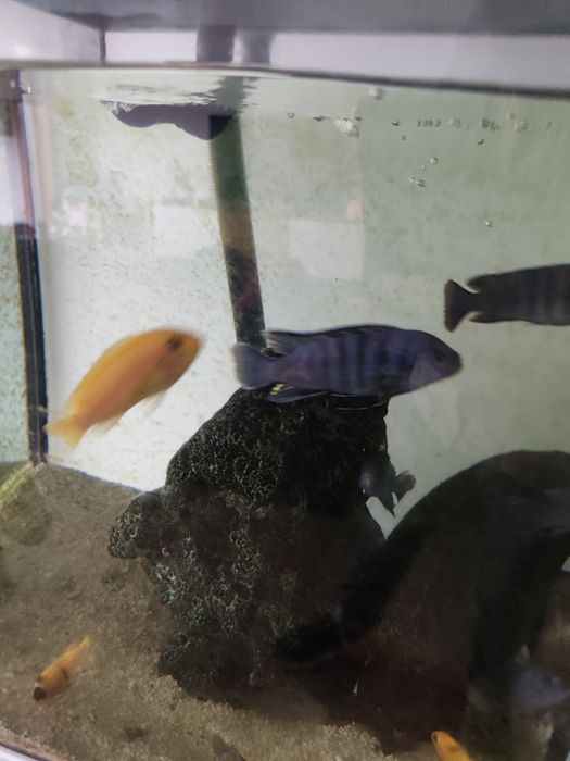 Vendo 2 ciclídeos africanos