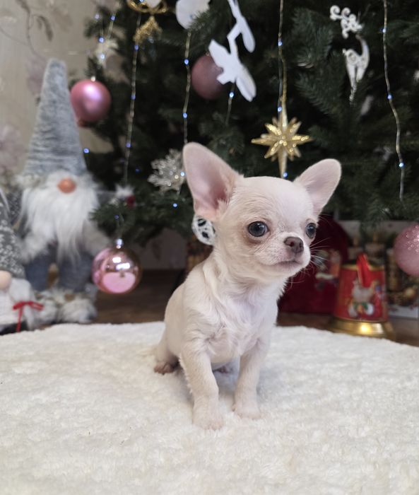 Неймовірні хлопчики. Міні чихуахуа