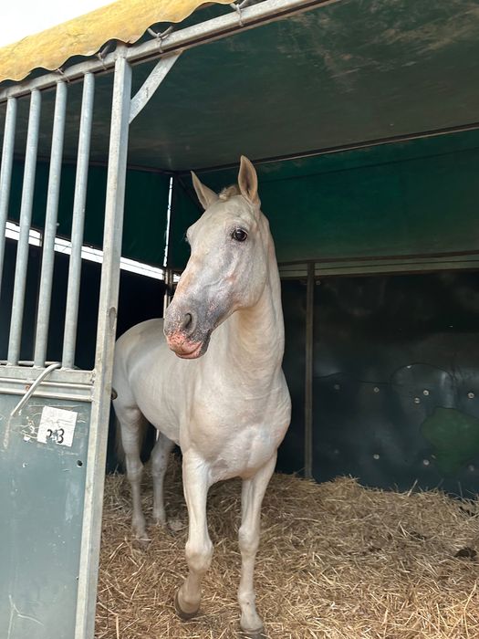 Cavalo PSL de obstáculos
