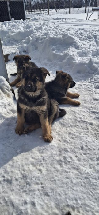 Продам цуценят німецької вівчарки