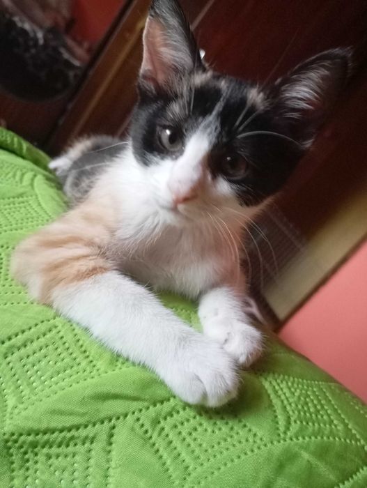 Gatinha tricolor para adopção