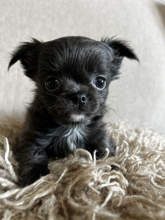 Chihuahua długowłosa sunia