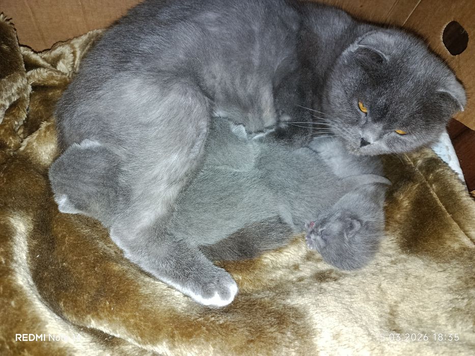 Готові до бронювання Шотландські котенята 2 хлопчика 1 дівчинка