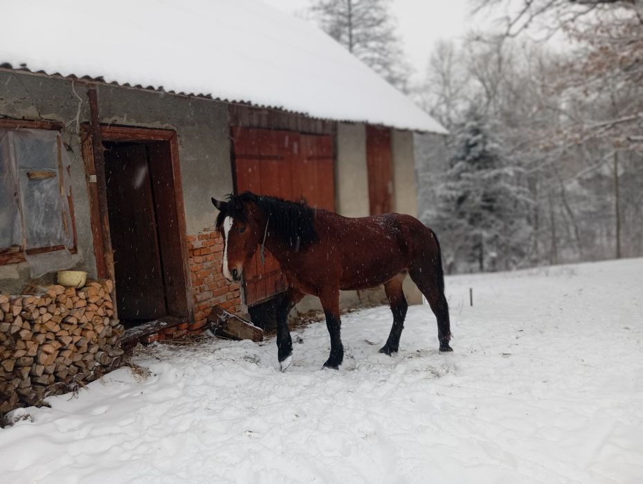 Продам жеребця вік 2.5роки спокійний