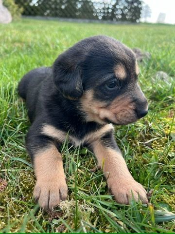 Oddam szczeniaki w dobre ręce