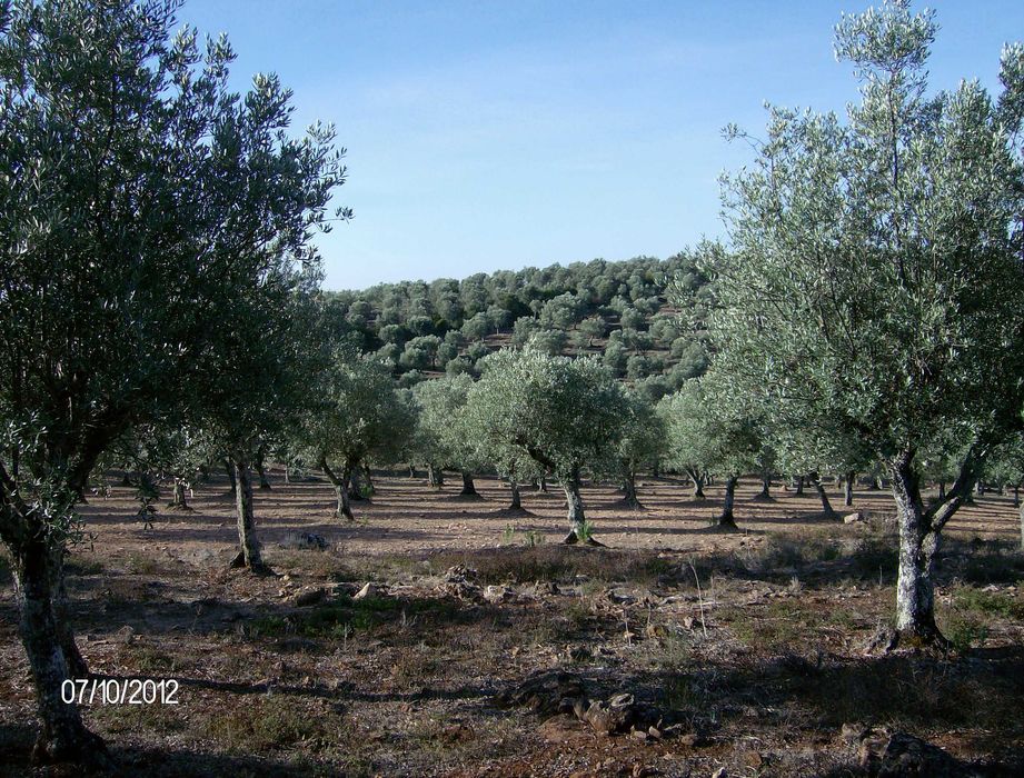 Olivais tradicionais nos arredores de Estremoz