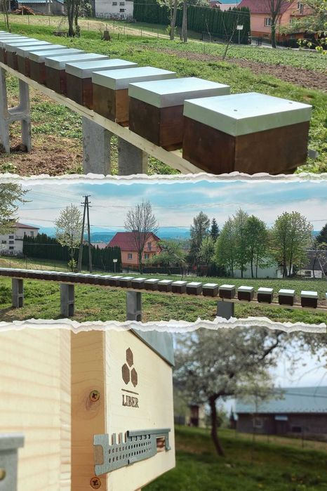 Matki pszczele, krainka (karolinka), unasiennione, nieunasiennione,