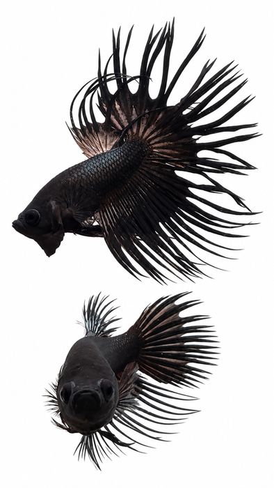 Bettas Tailândia - Premium Selection