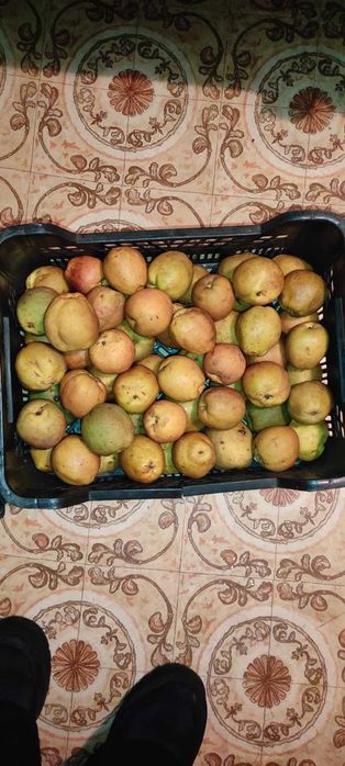 Orzechy  duże /Pigwa z tego roku