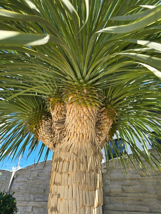 Yucca rostrata MULTIHEAD Wieloglowa. Yuca rostrata