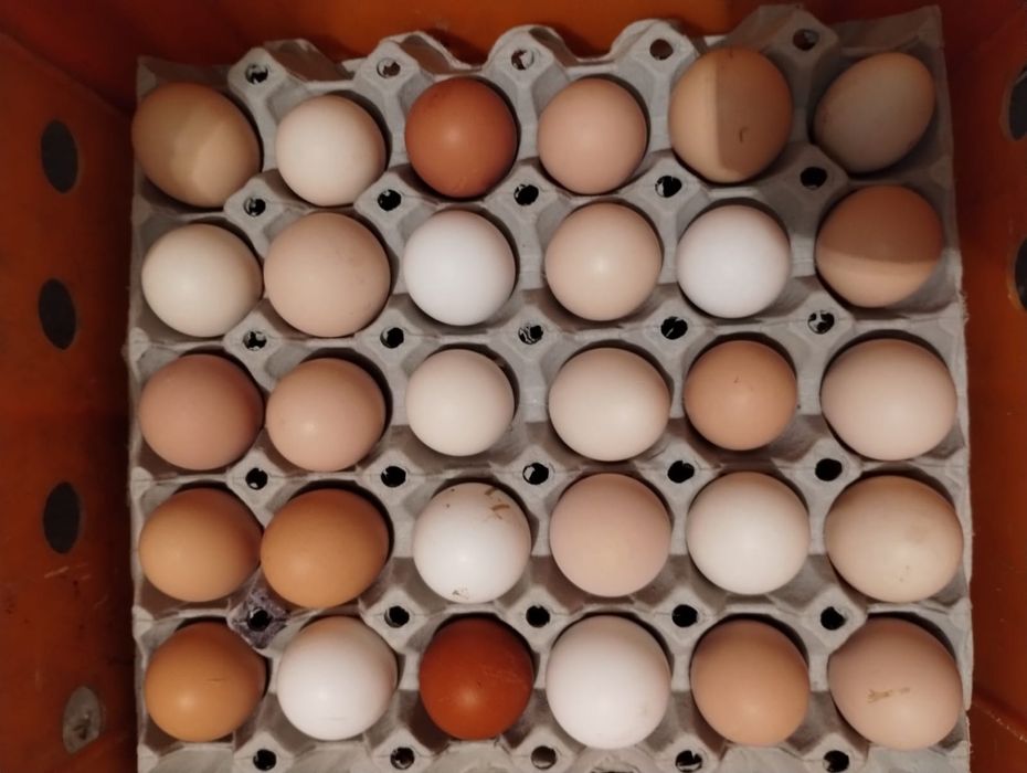 Jaja, jajka wiejskie, wolny wybieg,