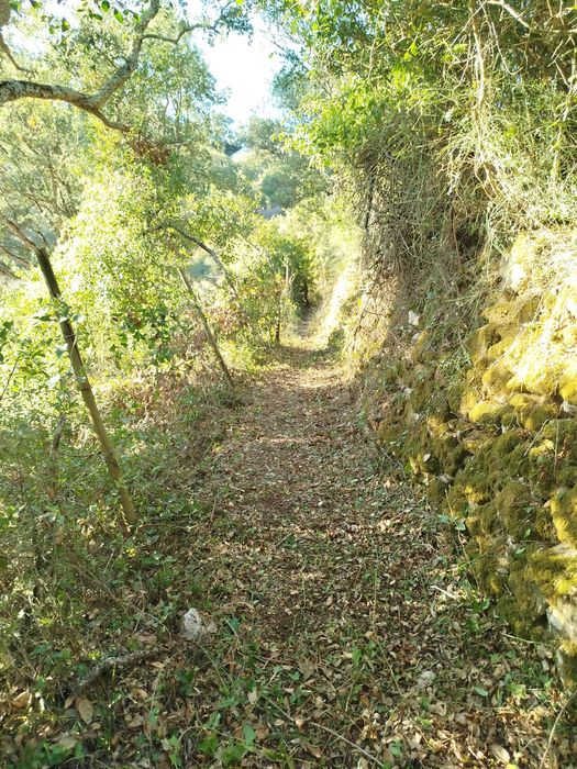 Limpeza de terrenos, caminhos de acesso e trilhos. 20€ h + deslocação
