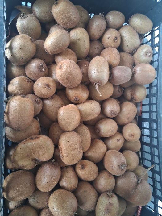 Kiwis fruto disponivel