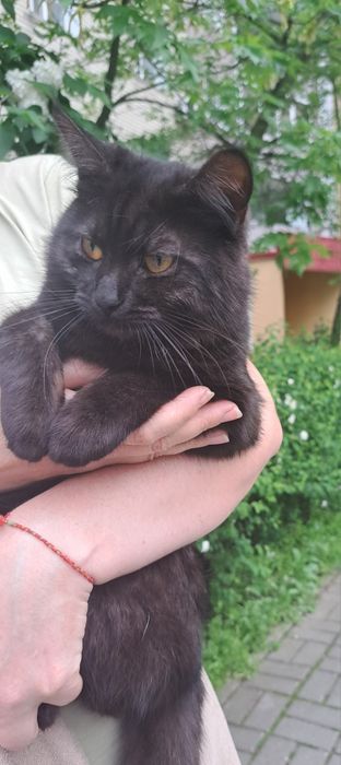 Дуже гарний молодий котик