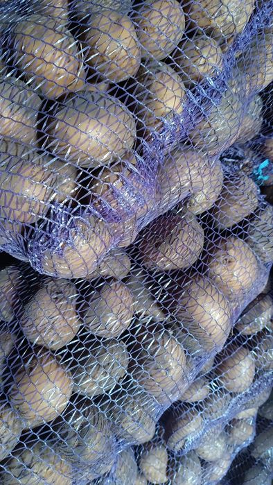 продам картоплю сорт Конект