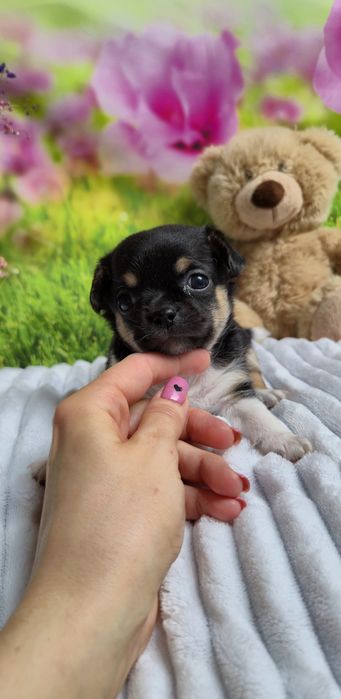 Uroczy chłopczyk chihuahua krótkowłosy