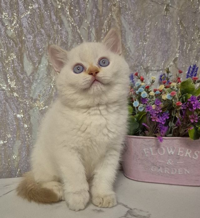 Золоті шиншили кошенята