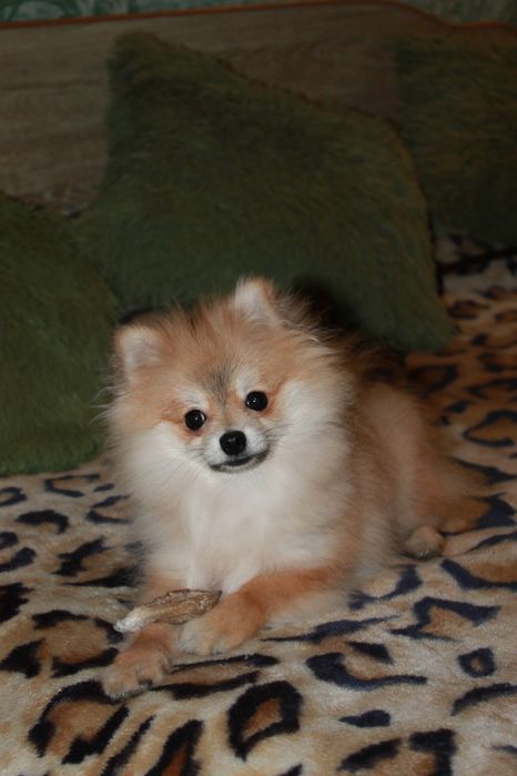 Продам померанського шпица