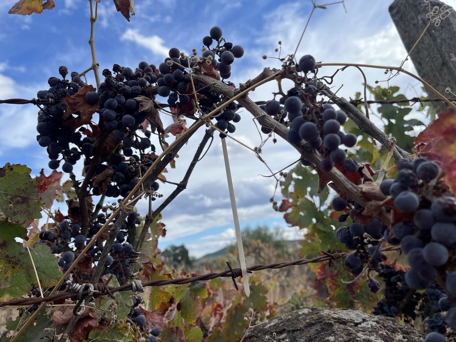 Terreno Rústico — Capinha, Fundão