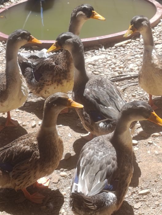 Vendo patos raça Ruan