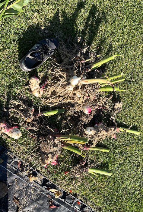 Kanna paciorecznik czerwona