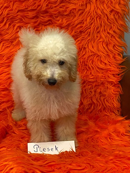 Sprzedam piękne cockapoo