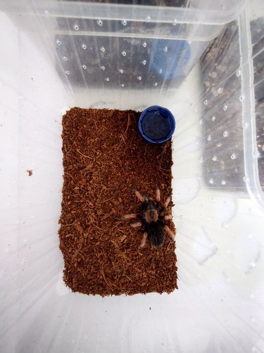 Samiczka 3DC ptasznik pająk