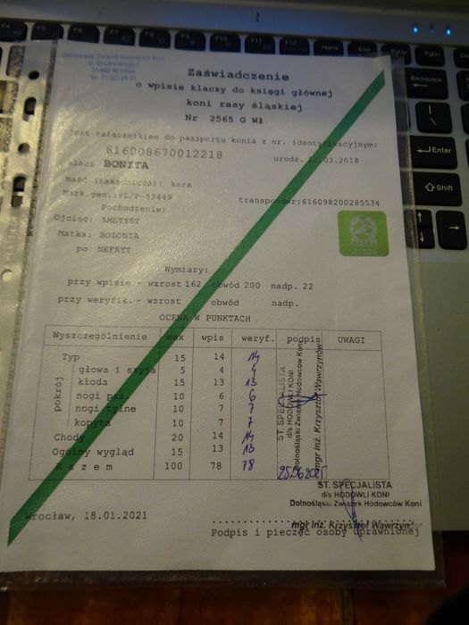 Sprzedam klacz rasy śląskiej - BONITA