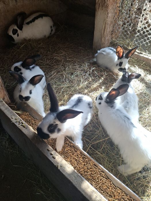 Króliki srokacze niemieckie samce i samice