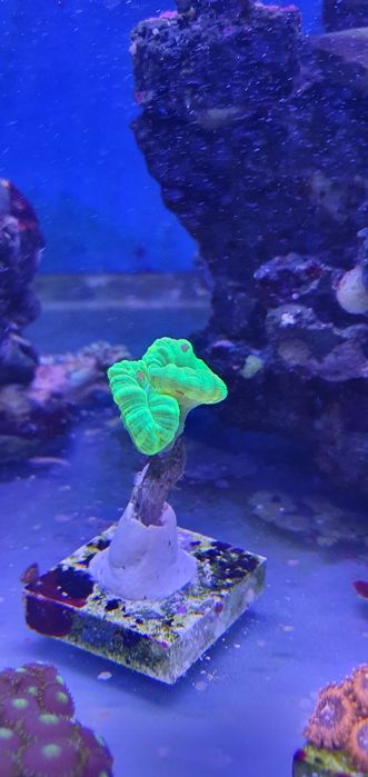 Caulastrea fluo z mego akwarium