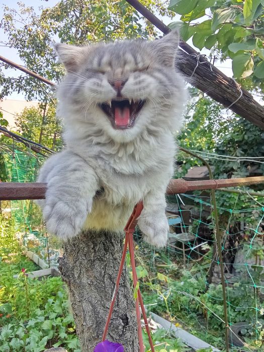 Шотландец кот особенный