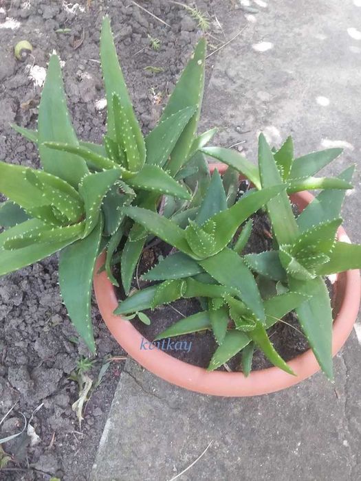 Алое Смарагд продам