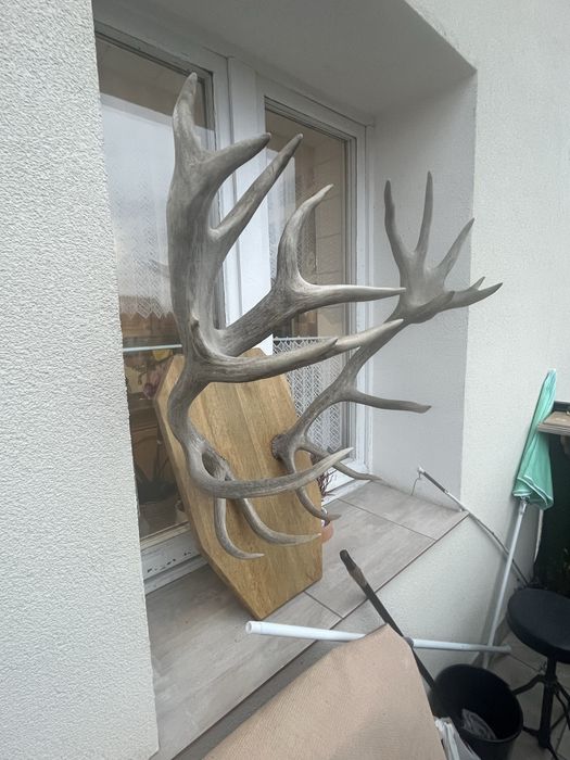 Poroże Jelenia szlachetnego